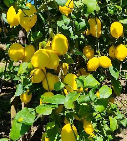 Mariahome * Sorrente